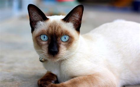 Thai Cat or Traditional Siamese - Breed Information With Photos