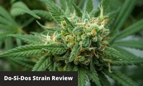 Do-Si-Dos Strain Grow Info & Review 2021 | GreenBudGuru