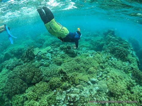 Snorkeling Around Apo Island, Philippines - Happy and Busy Travels