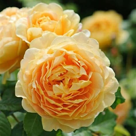 Rose 'Golden Celebration' 3ft Standard - Hello Hello Plants