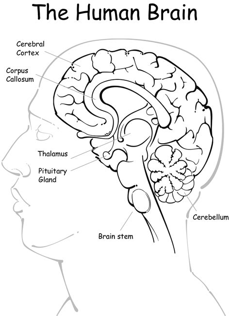 Coloring Pages | Human Brain Anatomy Coloring Pages