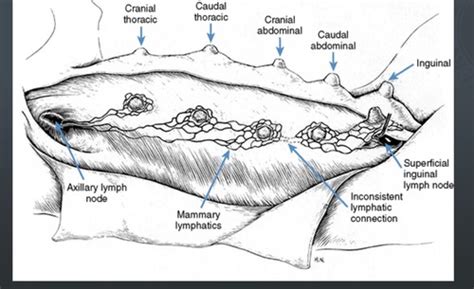 Cat Mammary Glands Anatomy - Fin Construir