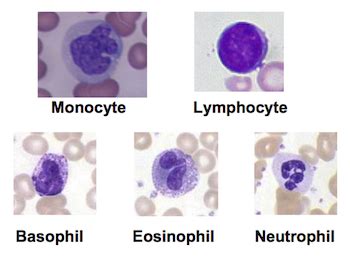 Do White Blood Cells Have Nuclei? | Study.com