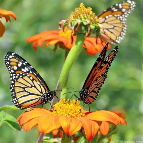 Monarch Butterfly Ecosystem