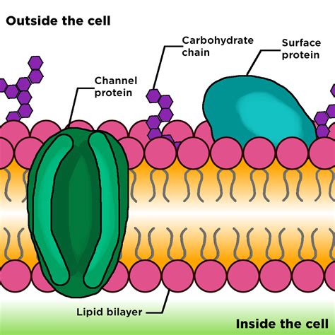 Biology Diagram Show Structure Of Cell Membrane Stock Illustration - Riset