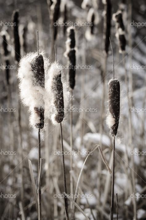 Cattails in winter — Stock Photo © elenathewise #27798487