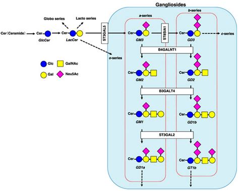 IJMS | Free Full-Text | Gangliosides as Signaling Regulators in Cancer