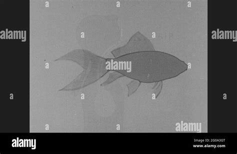 1950s: UNITED STATES: drawing of fish. Gills labeled on fish drawing ...