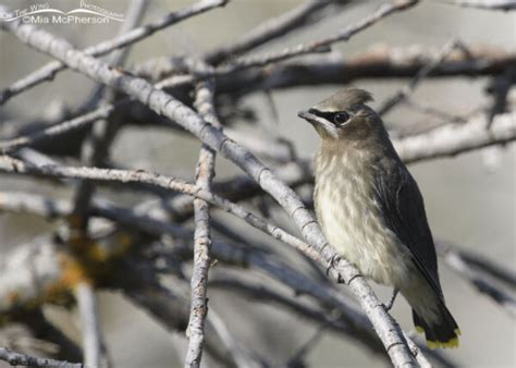 Cedar Waxwing juvenile – Mia McPherson's On The Wing Photography