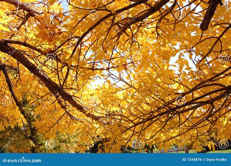 Fall Colors stock photo. Image of yellow, park, autumn - 1334876