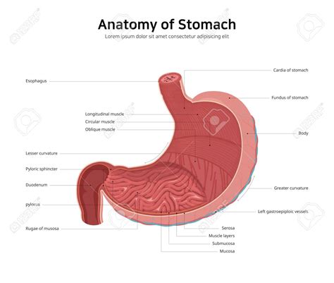 Simple stomach diagram | Stomach structure | Stomach Anatomy - Pharmacy ...