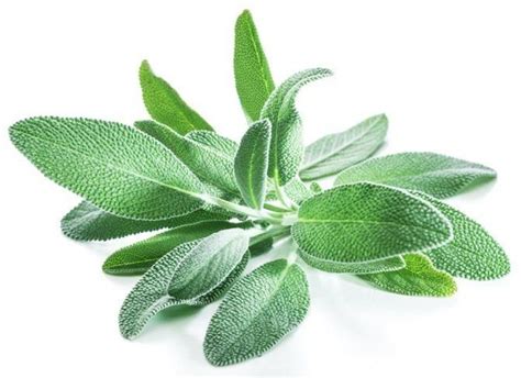 A Guide to Sage, Our Favorite Fall Herb | Fresh sage recipe, Sage ...