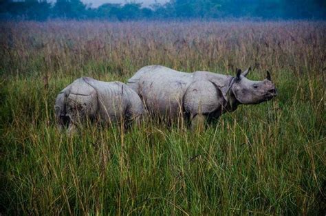 Guwahati Zoo | Assam State Zoo in guwahati | Wildlife photos