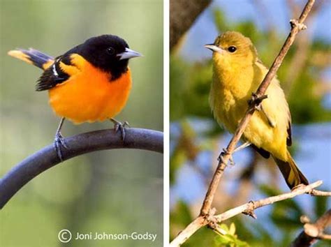 Baltimore Oriole Male & Female 5/1/12 | Backyard birds, Beautiful birds ...