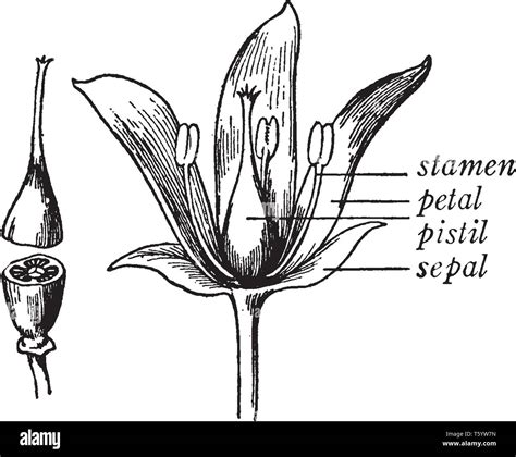 The Picture shows parts of the flower plant. It shows the stamen ...