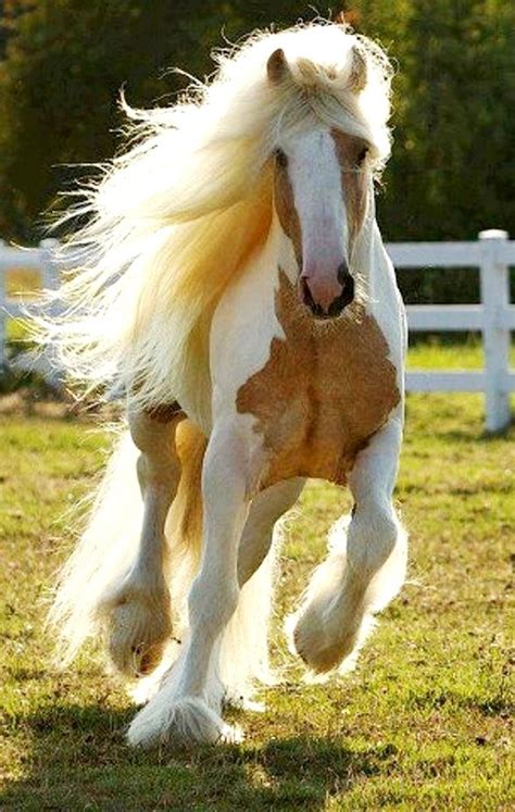 62 best images about Hairy, hairy horses and ponies on Pinterest