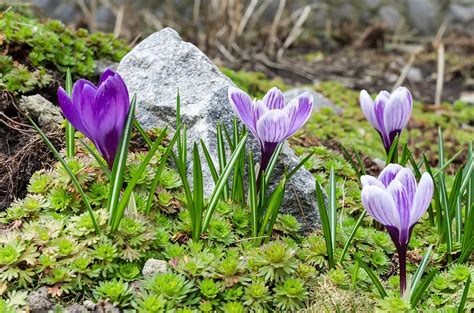 Crocus Flower Meaning and Symbolism – A to Z Flowers