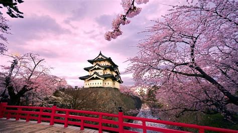 CHERRY BLOSSOMS GUIDE IN EXPLORING JAPAN THIS 2017