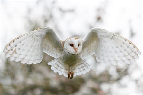 Barn owl flying stock image. Image of netherlands, spring - 223596965