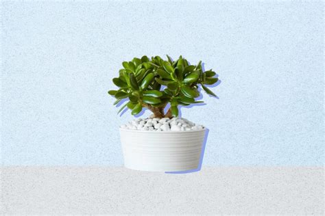 10 Best Feng Shui Plants for Your Office Desk - Petal Republic