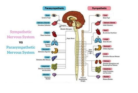 Functions of Parasympathetic nervous system, Antagonistic & Synergistic ...