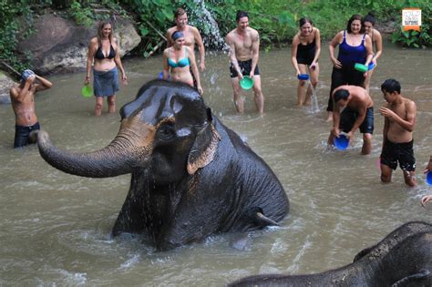 Elephant Jungle Sanctuary Chiang Mai in Chiang Mai | Pelago