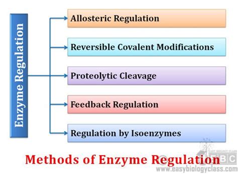 What is Regulatory Enzyme and Enzyme Regulation? | easybiologyclass