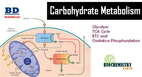 Describe the General Metabolic Pathways of Carbohydrate Metabolism