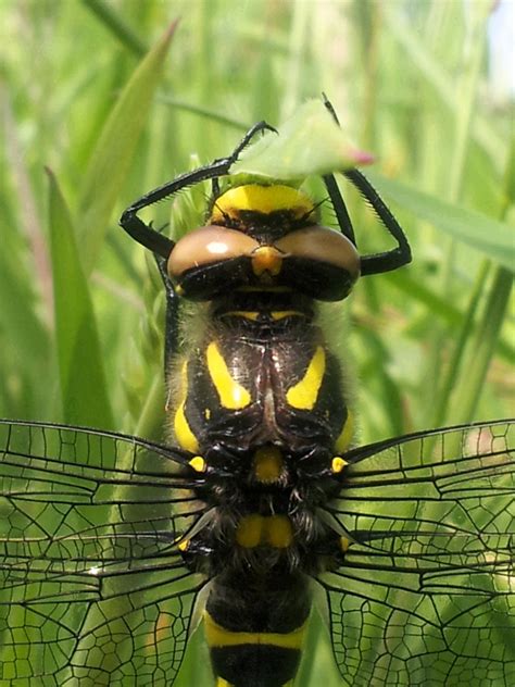 Golden ringed dragonfly | Animals, Dragonfly, Insects