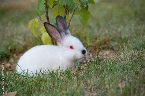 Cute White Bunny Red Eyes