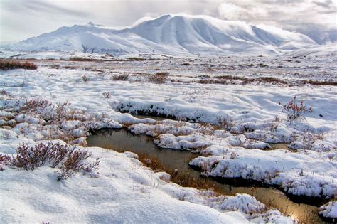 Tundra Biome: Interesting Info About its Plants and Animals - Science ...