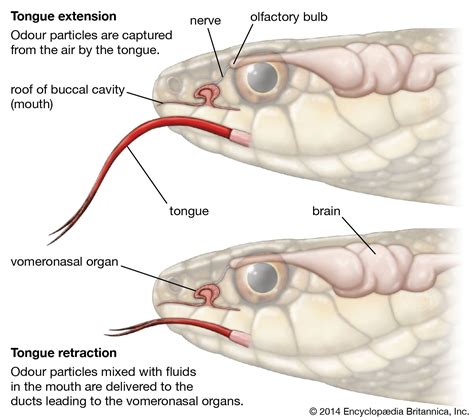 Male Snake Anatomy