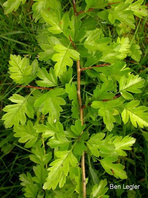 一般的な（英語）サンザシの識別と制御：Crataegus monogyna | Jiotower