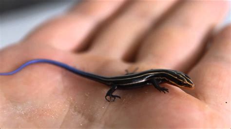 Baby Blue-tailed Skink Breathing - YouTube