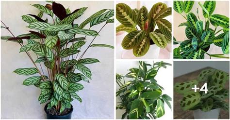 9 Most Beautiful Prayer Plant Varieties To Grow