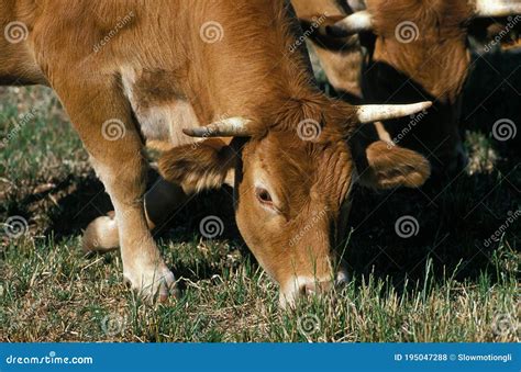 Limousine Cattle, a French Breed, Cow Stock Photo - Image of outdoor ...