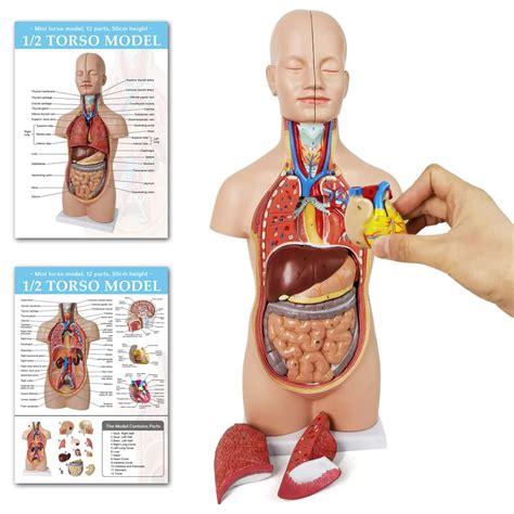 Torso Anatomy Diagram Organs