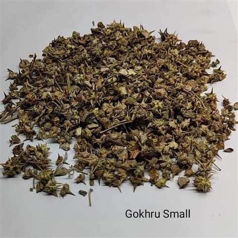 Brown Natural Small Gokhru Seeds, For Pharma Industry at Rs 130/kg in ...