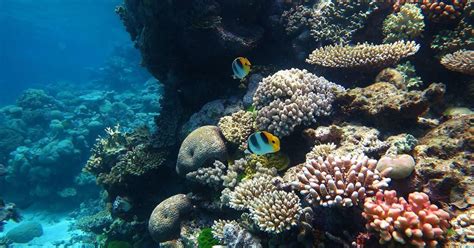 Coral reefs in Australia face third mass bleaching event in five years ...