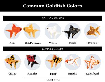 Common Goldfish Colors: Gorgeous Varieties for Your Tank | LoveToKnow Pets