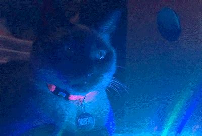 Rave Cat Gif