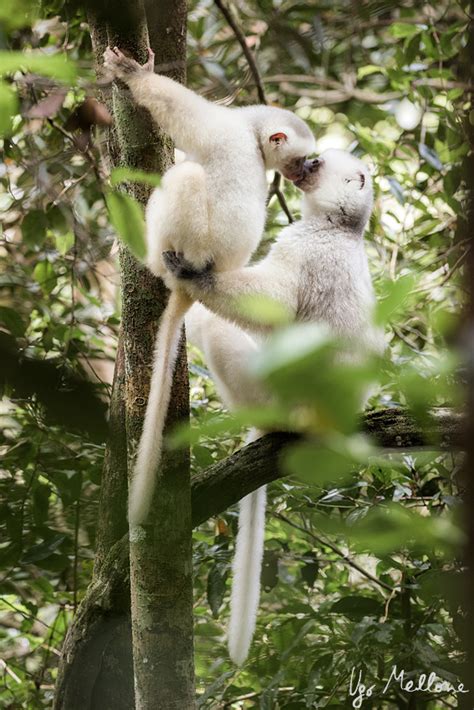 Silky sifaka: angels of the forest – Ugo Mellone – Wildphoto