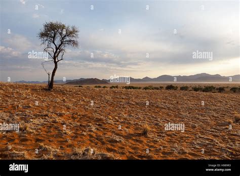 Namib desert landscape, Namibia Stock Photo - Alamy