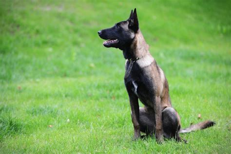 All the Belgian Malinois Colors Explained - DogsPlanet.com