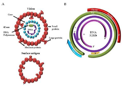 HBV virion and genome organization. A. Enveloped virion of 42 nm. The 3 ...