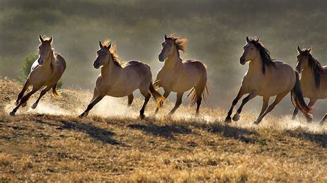 _photos_of_wild_horses0001 | Wild horses running, Wild horses ...