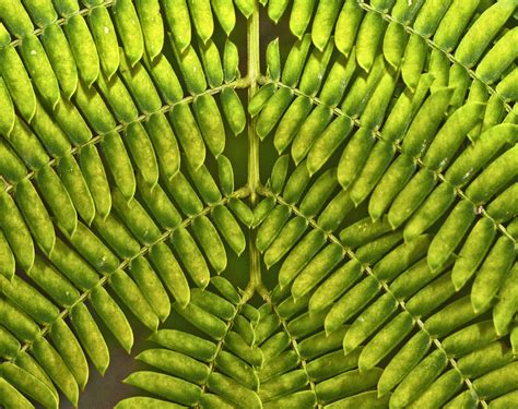 Pinnate Leaf Tree - South Coast Botanic Garden Foundation