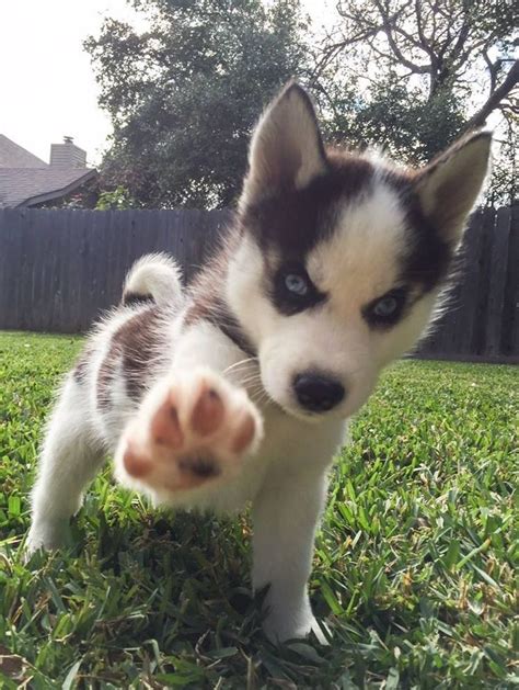 "STOP" - and share this adorable puppy if you love Siberian Huskies! # ...