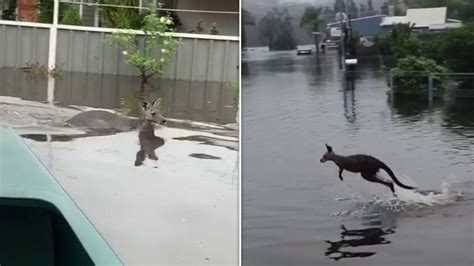 NSW extreme weather: Lake Conjola water release pleas ‘ignored’ ahead ...