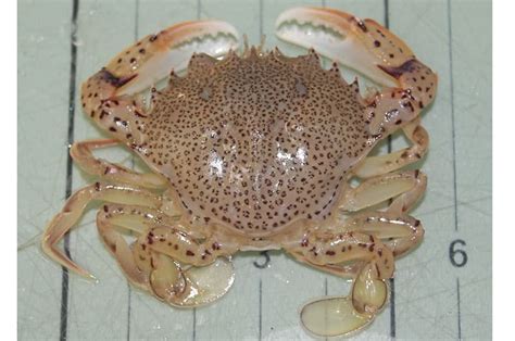 Coconut Crab Vs Spider Crab - samoan images art